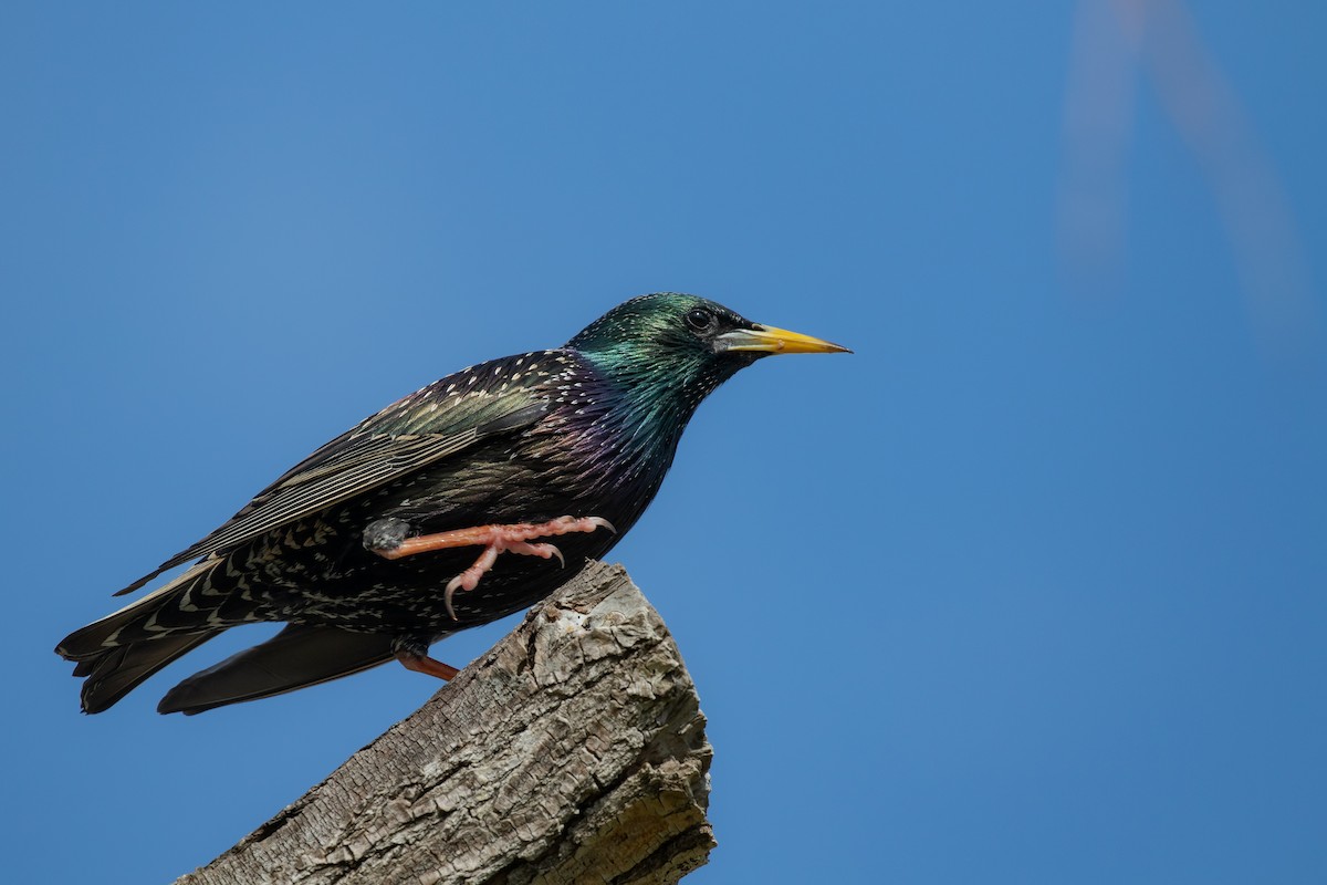 Хар тодол - ML644355178