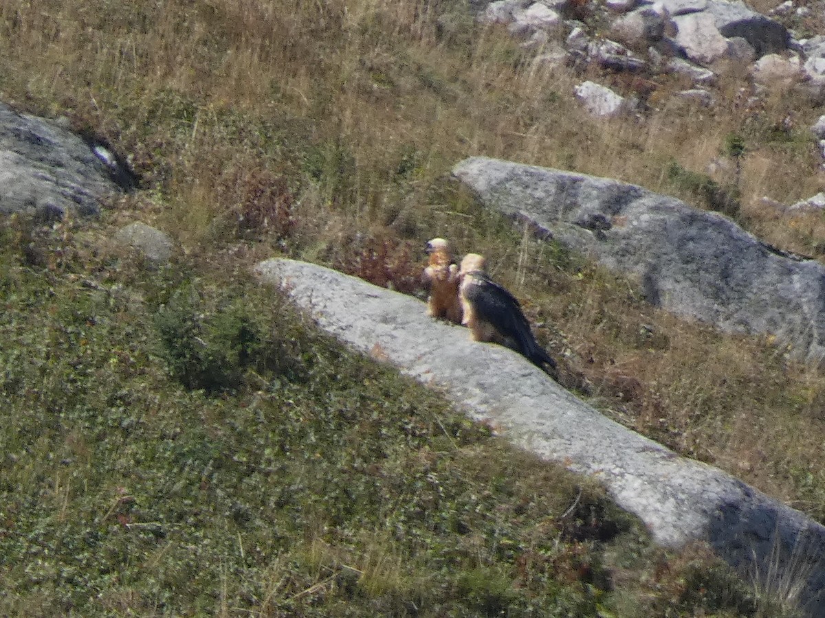 Sakallı Akbaba - ML644355179