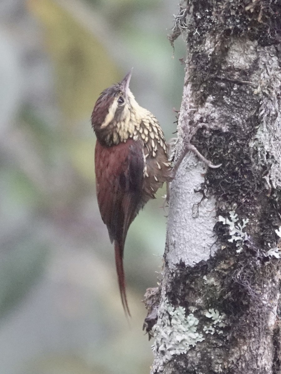 Pearled Treerunner - ML644355183