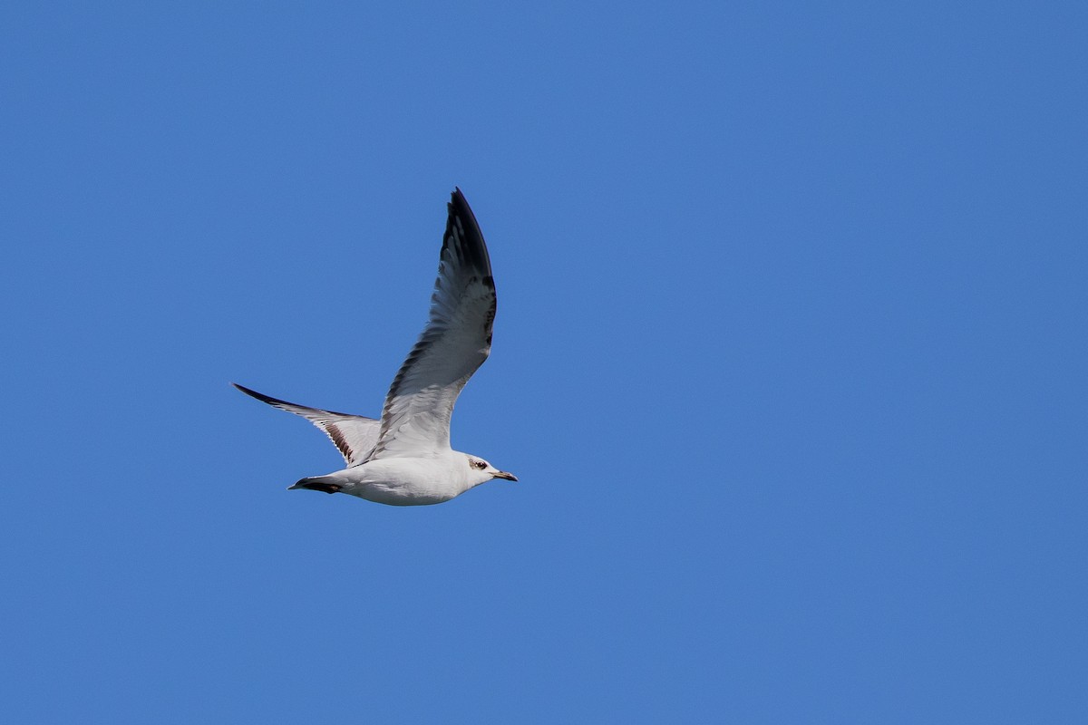 Mediterranean Gull - ML644355191