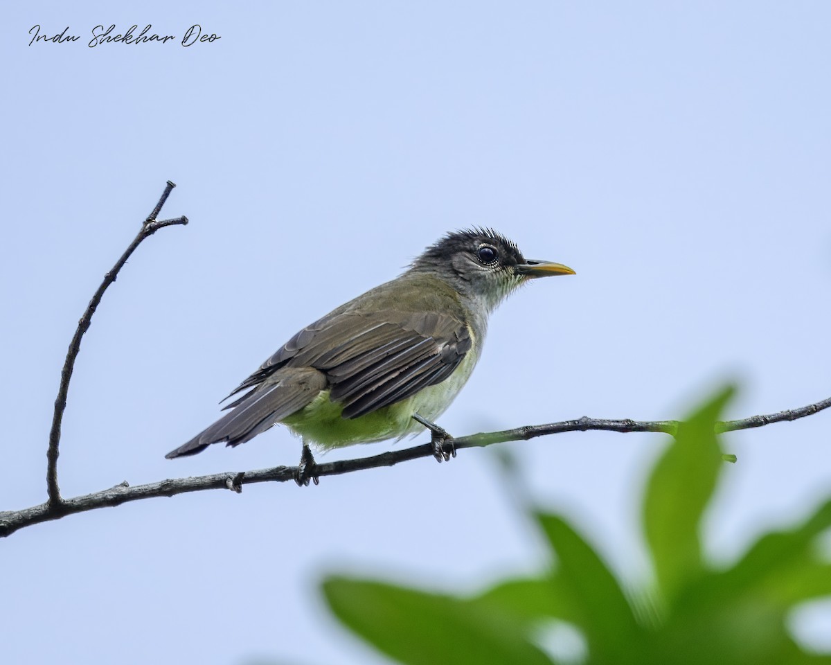 ニコバルヒヨドリ - ML644355193