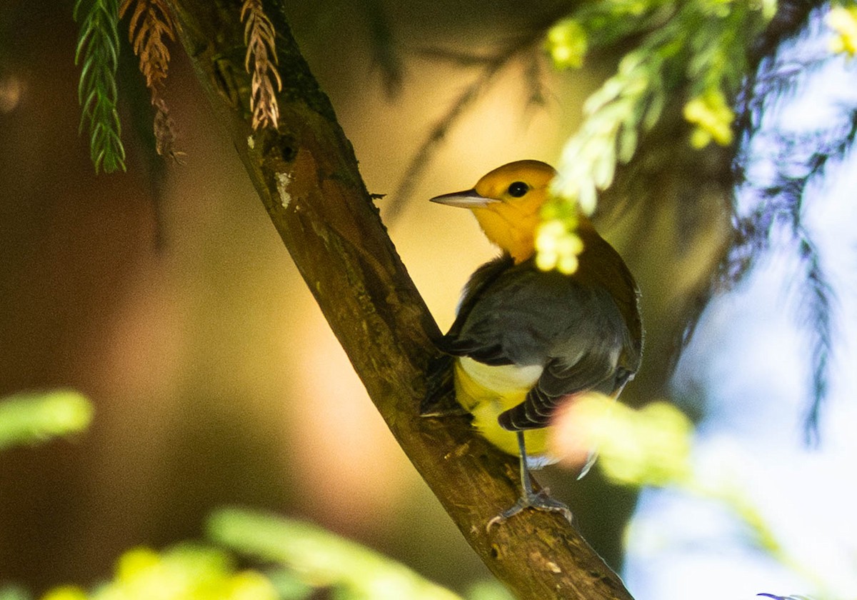 Prothonotary Warbler - ML644355194