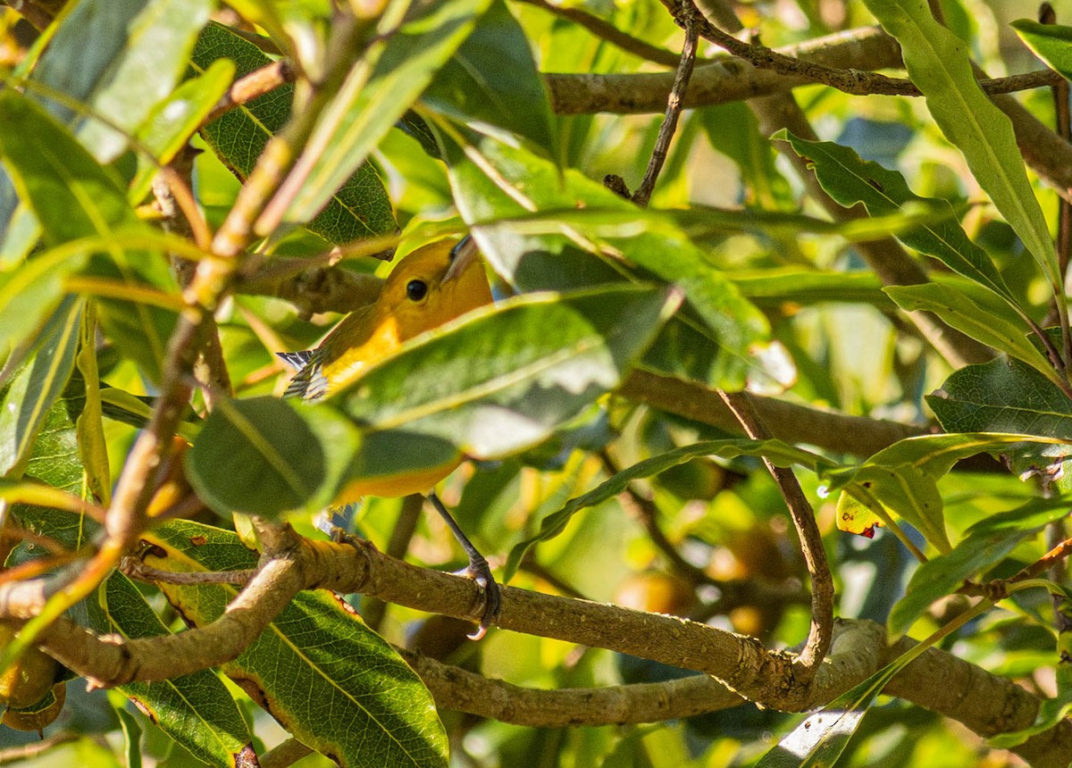 Prothonotary Warbler - ML644355196