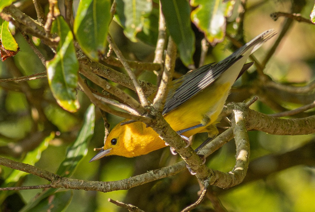 Prothonotary Warbler - ML644355197