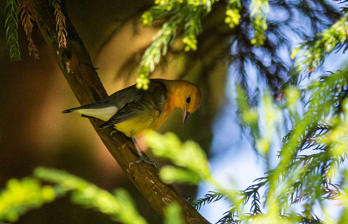 Prothonotary Warbler - ML644355198