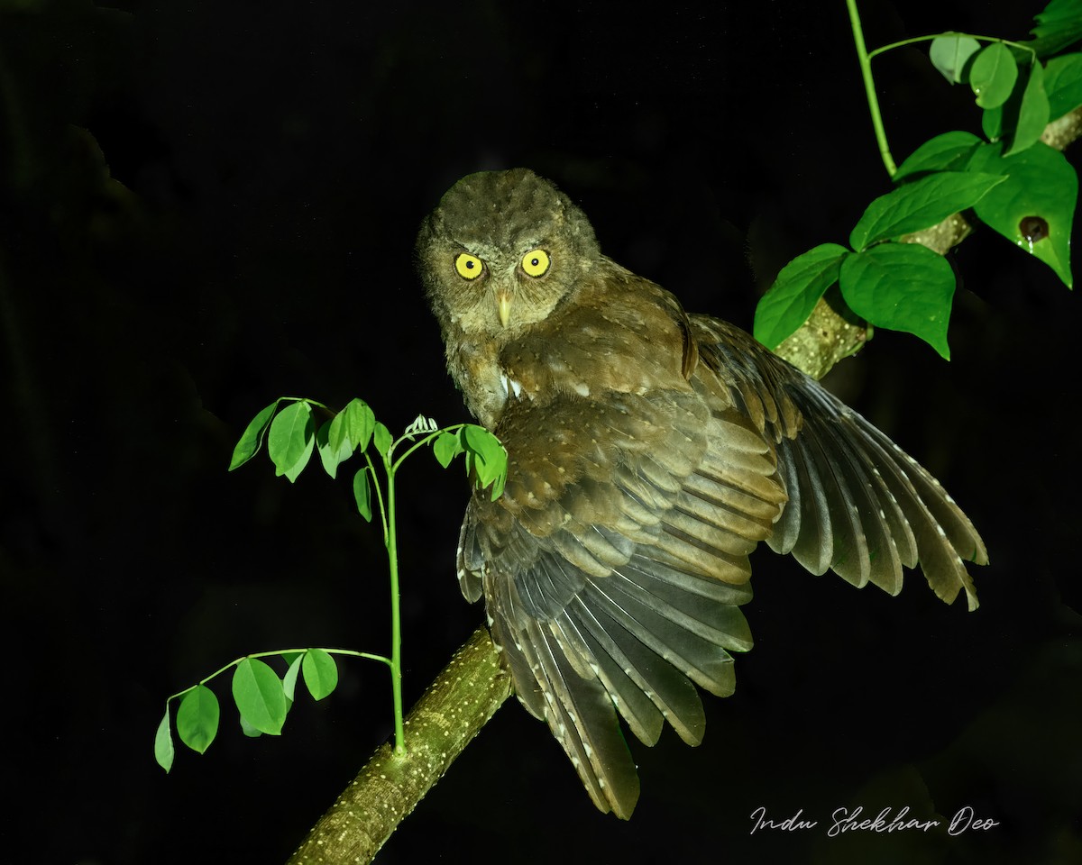 Andaman İshakkuşu - ML644355203