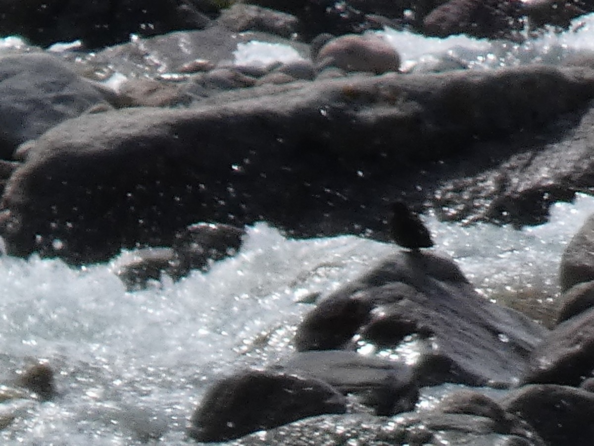 אמודאי אסייתי - ML644355206