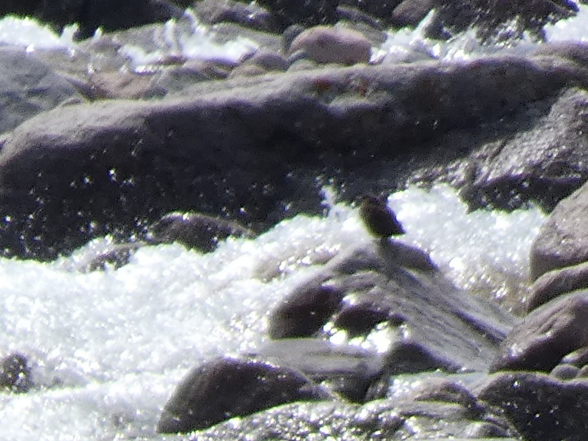 אמודאי אסייתי - ML644355211