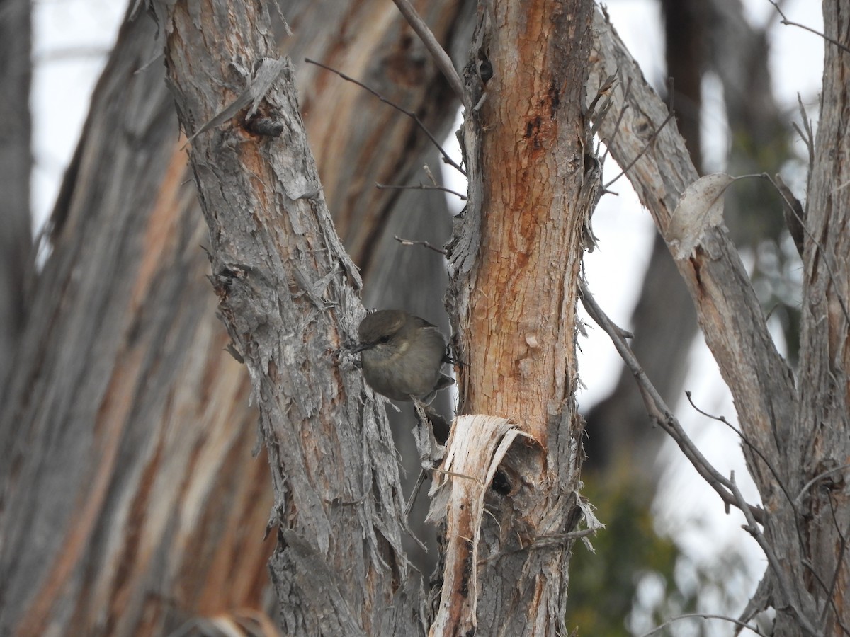 タスマニアヒタキ - ML644355213