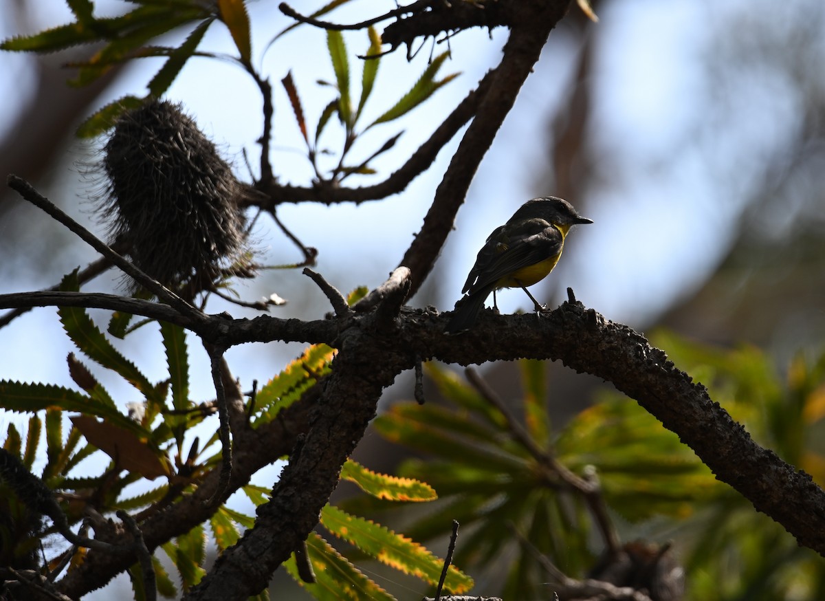 Doğulu Sarı Bülbül - ML644355219