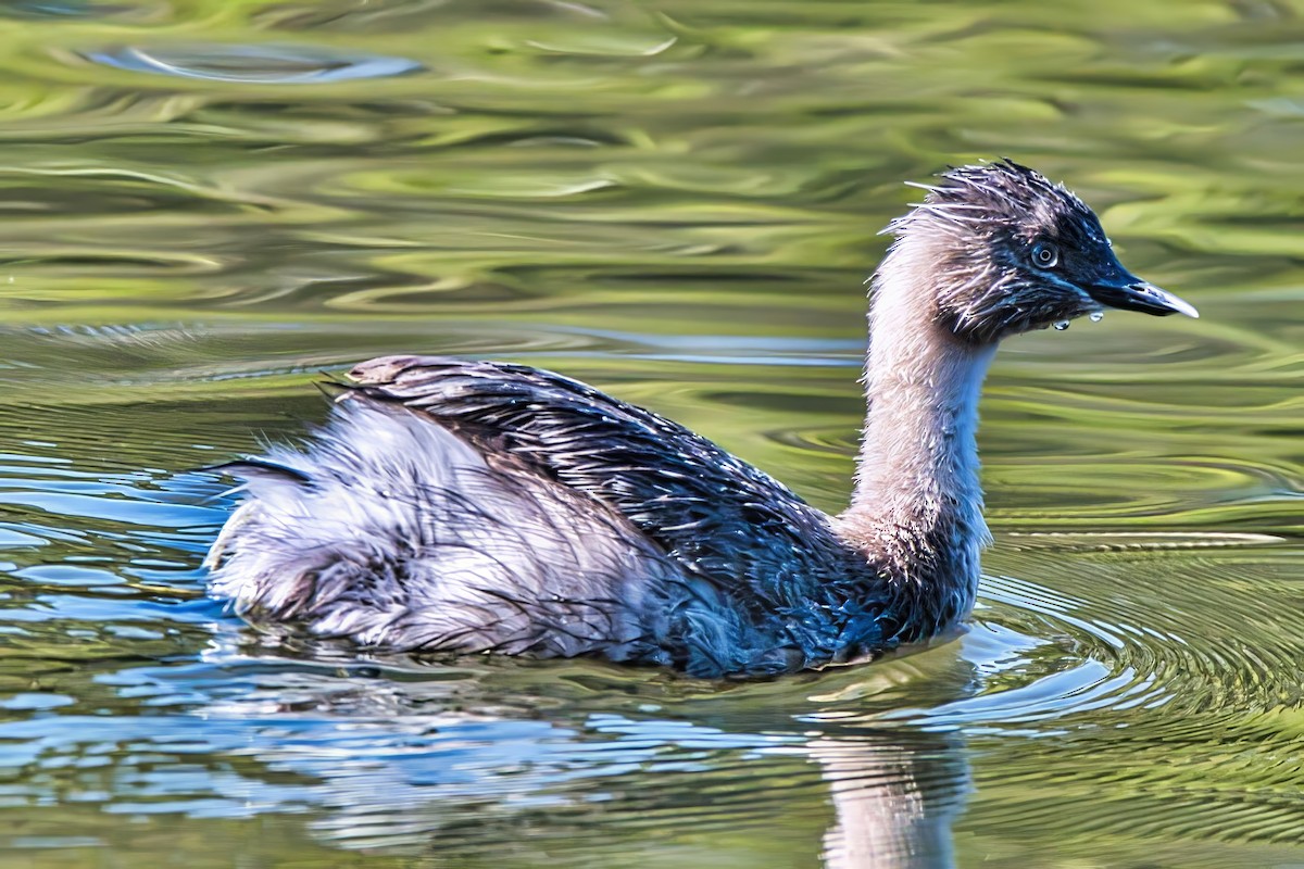 Zampullín Canoso - ML644355230