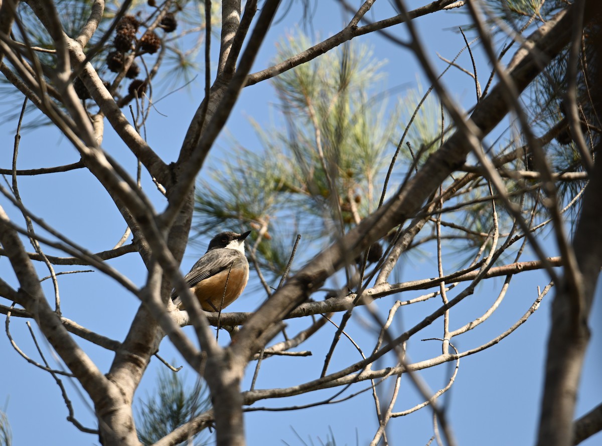 Rufous Whistler - ML644355233