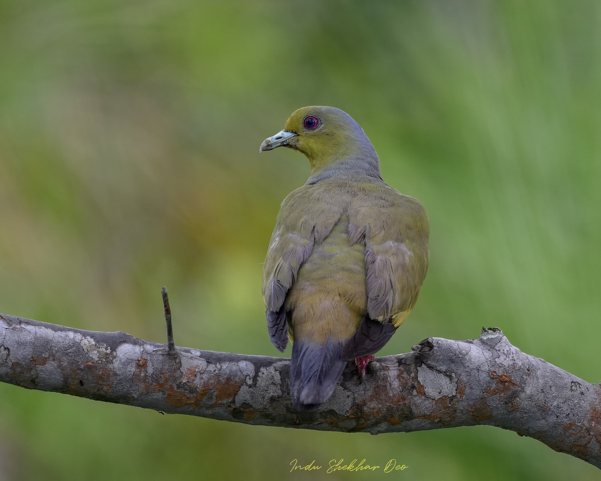 Turuncu Göğüslü Yeşil Güvercin - ML644355234