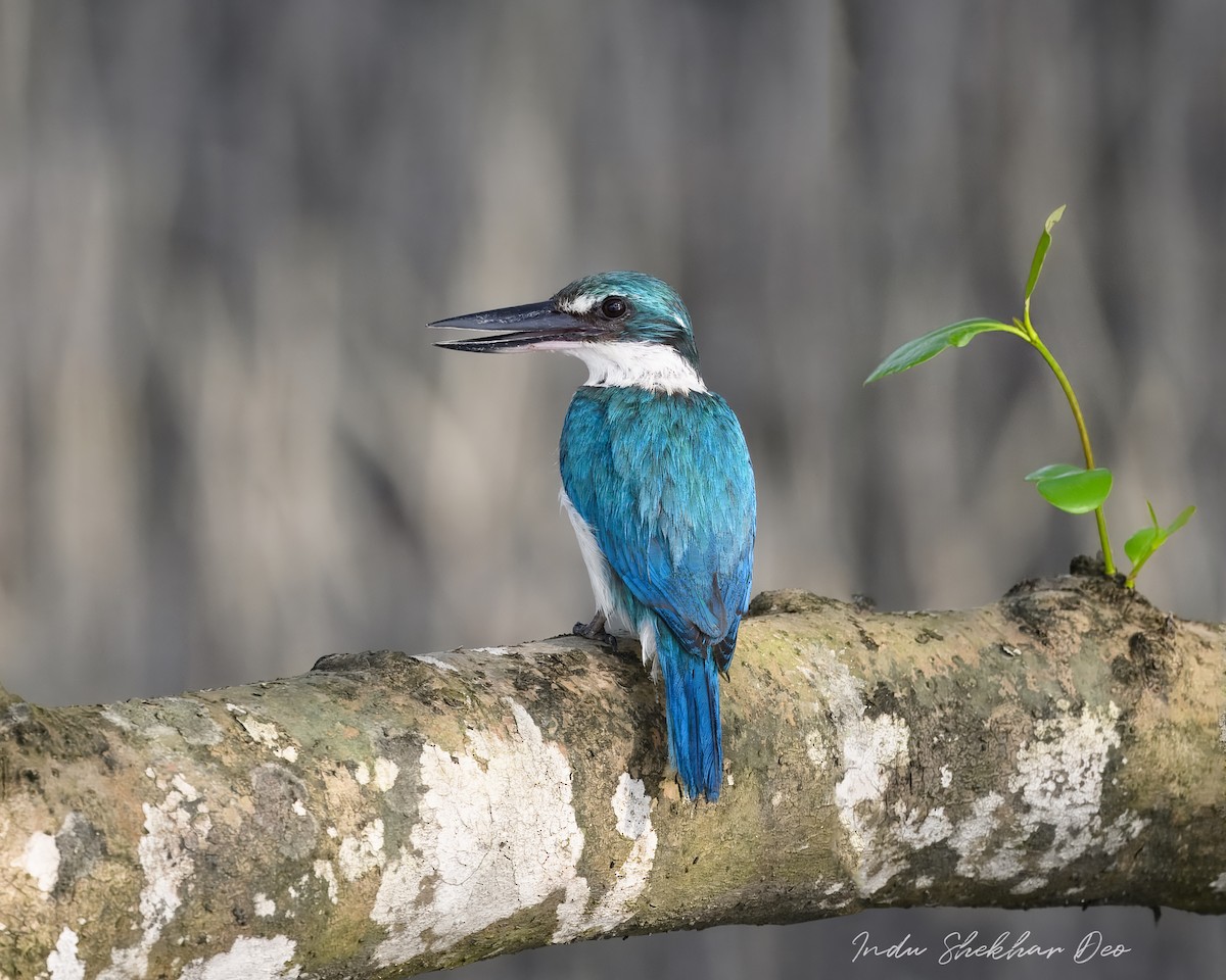 ナンヨウショウビン - ML644355237