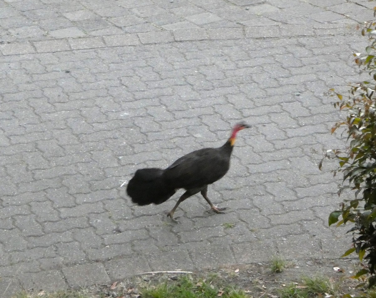 Australian Brushturkey - ML644355238
