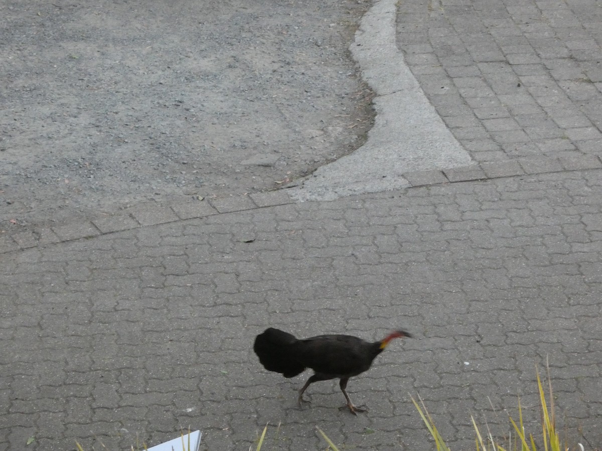 Australian Brushturkey - ML644355239