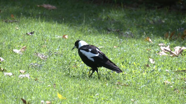Cassican flûteur (groupe tibicen) - ML644355241