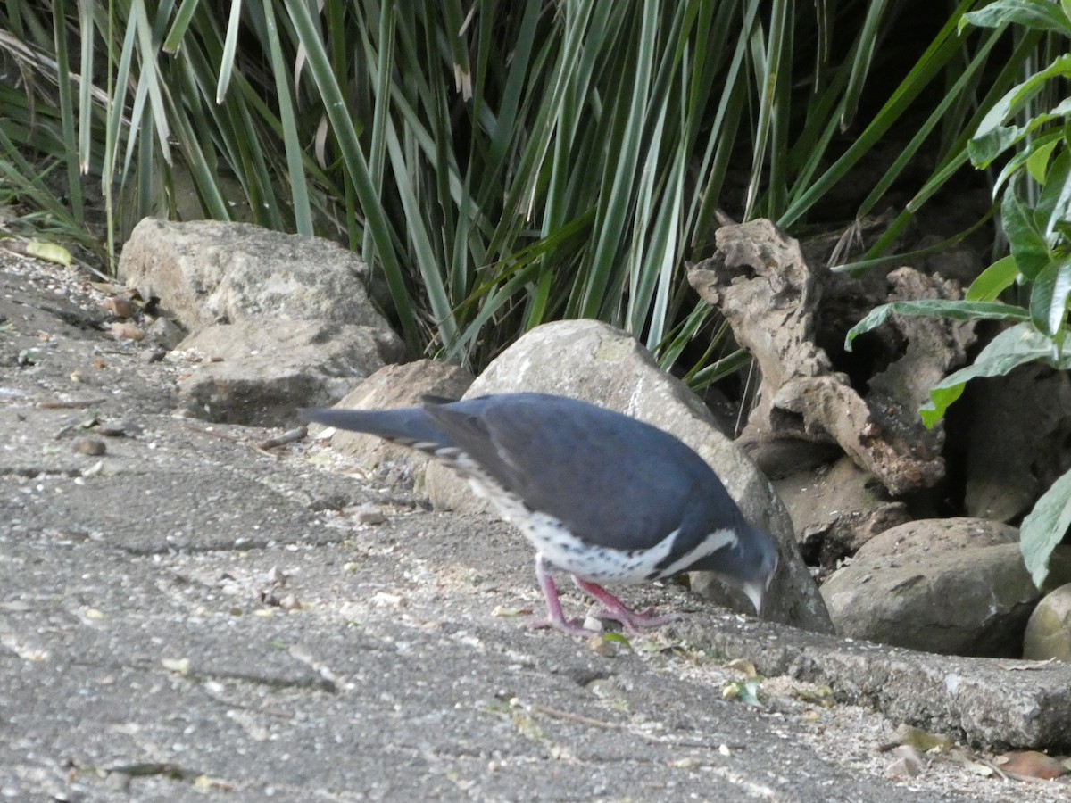 Вонга - ML644355254