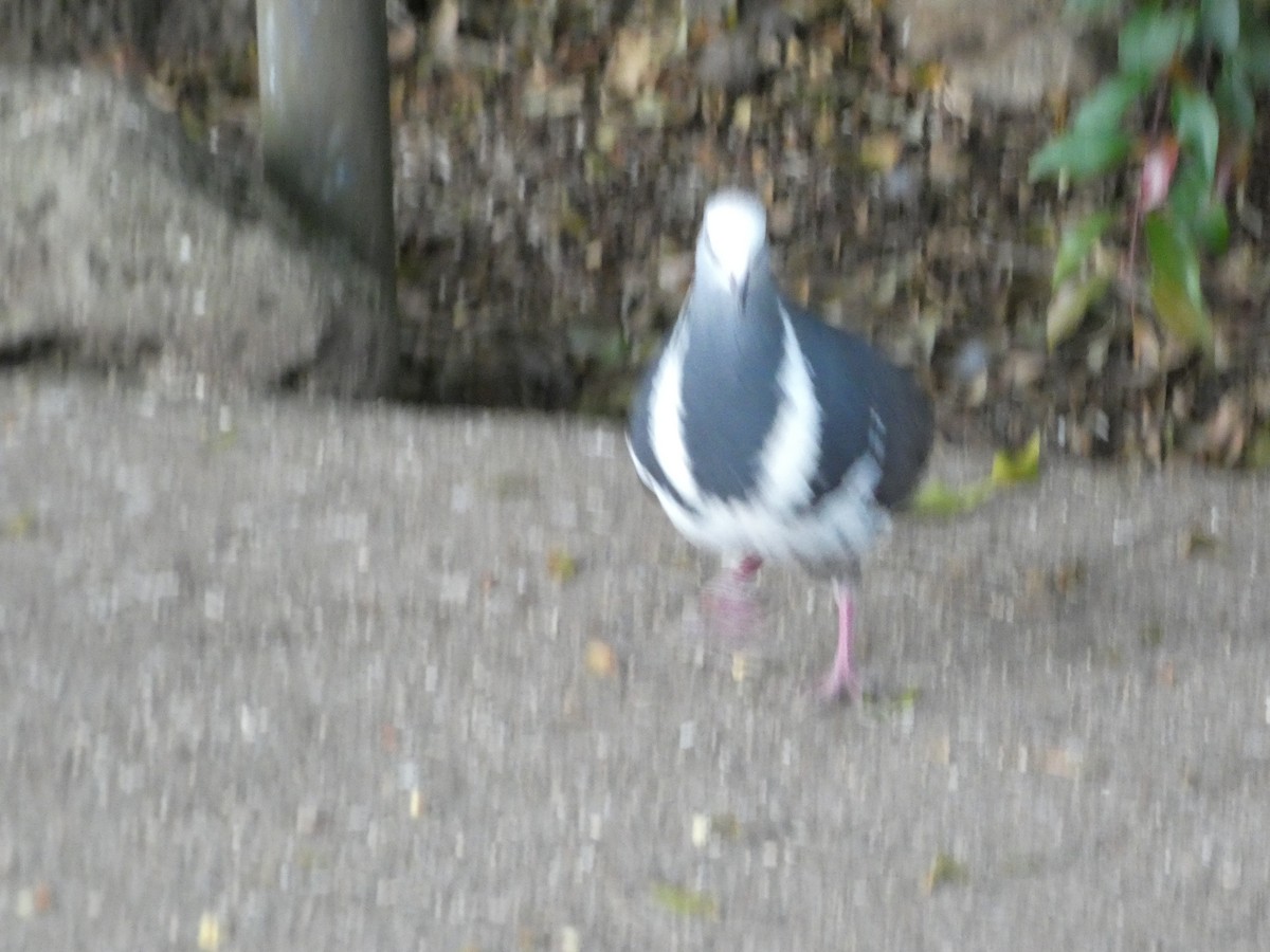 Вонга - ML644355255