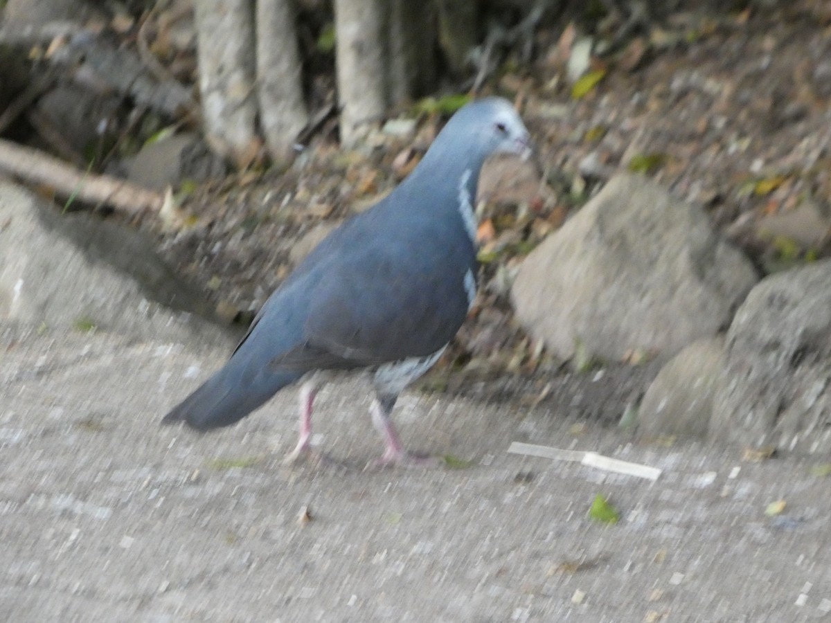 Вонга - ML644355256