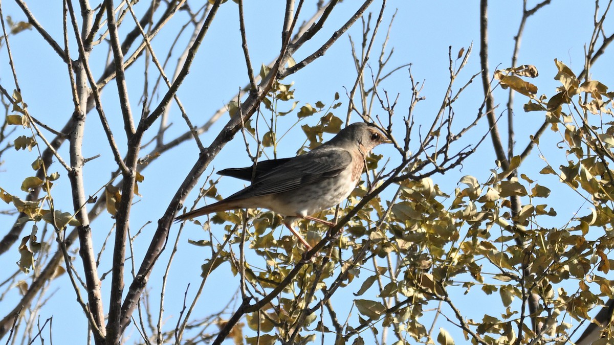 Grive à gorge rousse - ML644355263