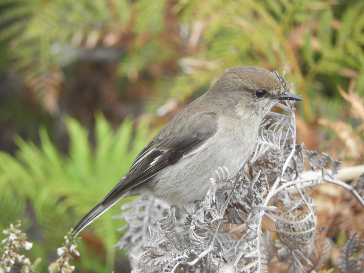 タスマニアヒタキ - ML644355264