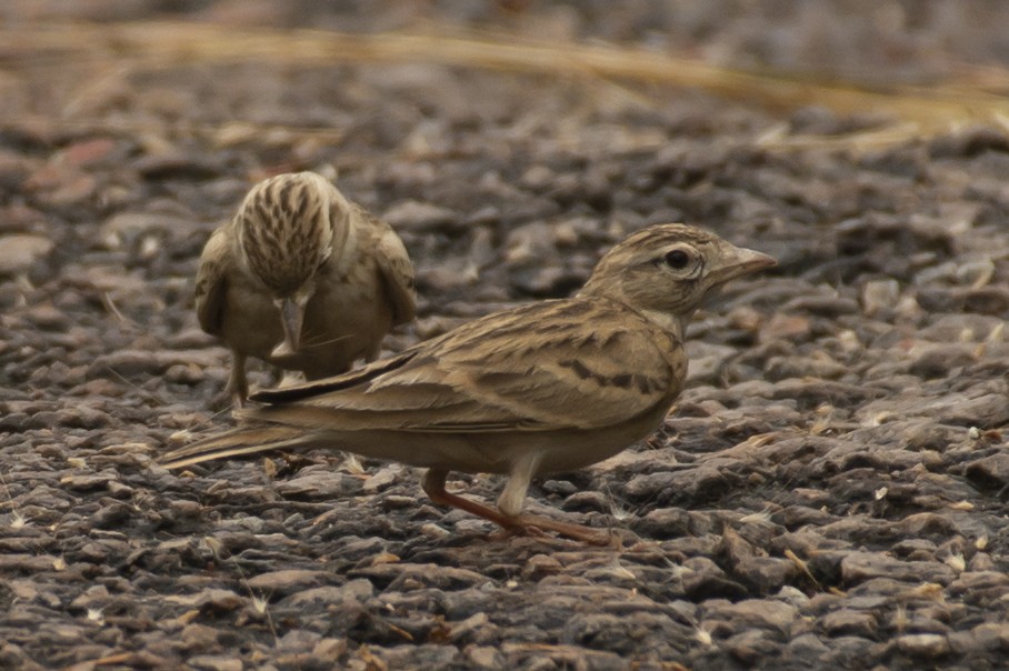 Alouette de Sykes - ML644355265