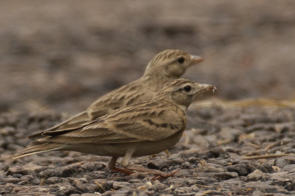 Alouette de Sykes - ML644355266