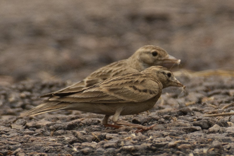 Alouette de Sykes - ML644355268