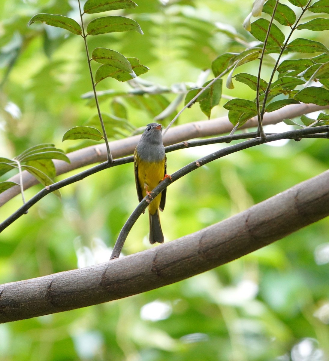 Gray-headed Canary-Flycatcher - ML644355269