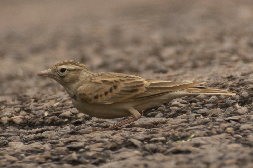 Alouette de Sykes - ML644355277