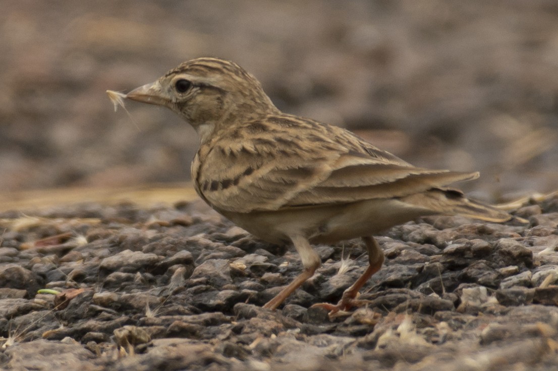 Alouette de Sykes - ML644355278