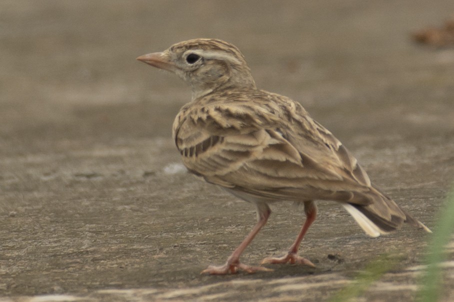 Alouette de Sykes - ML644355279
