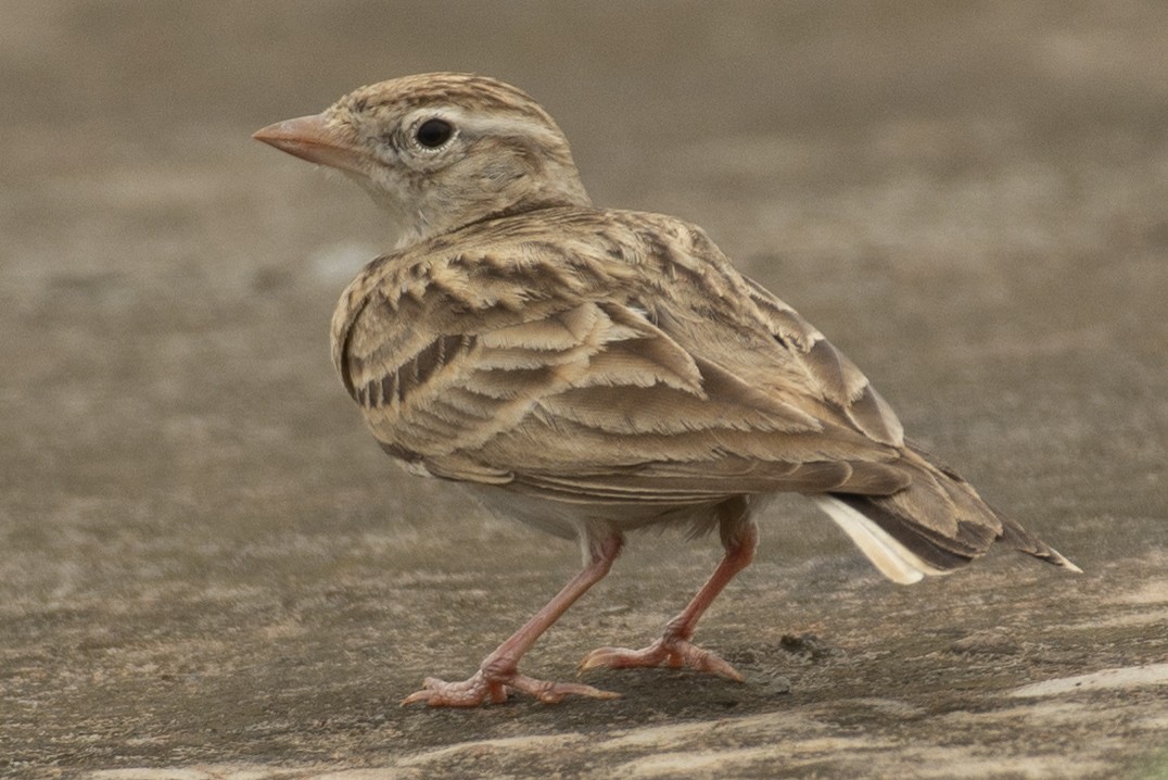 Alouette de Sykes - ML644355280