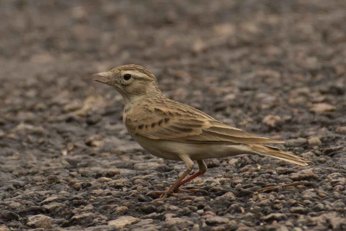 Alouette de Sykes - ML644355281