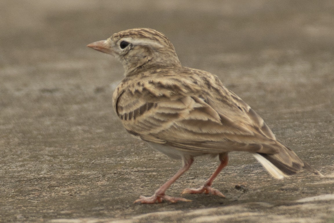 Alouette de Sykes - ML644355282