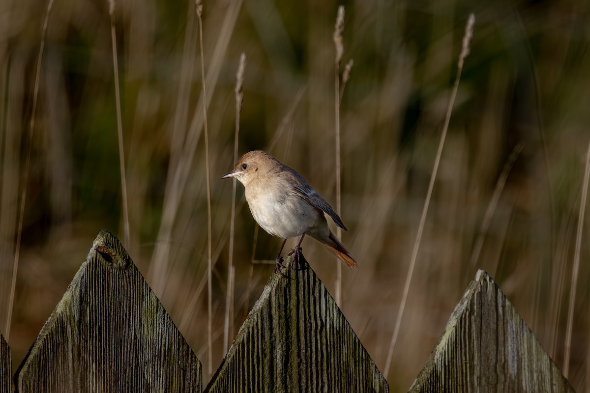 Common Nightingale (golzii) - ML644355288