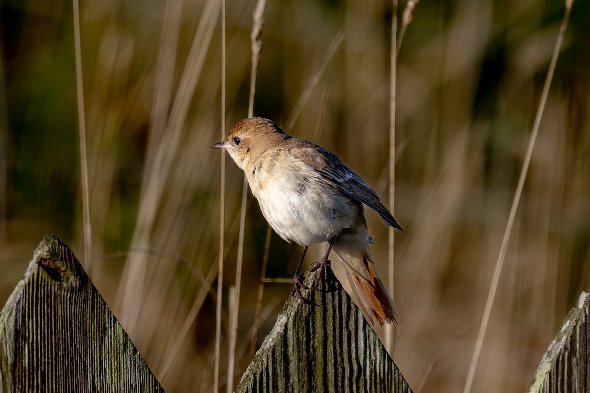 Common Nightingale (golzii) - ML644355289