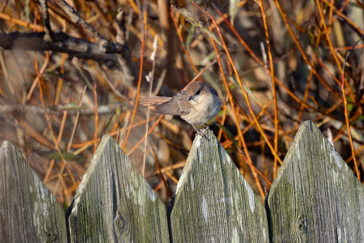 Common Nightingale (golzii) - ML644355290
