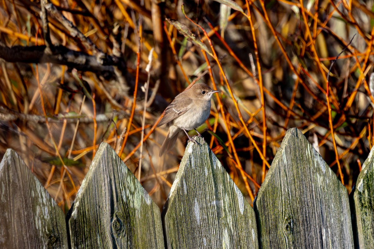 Common Nightingale (golzii) - ML644355291