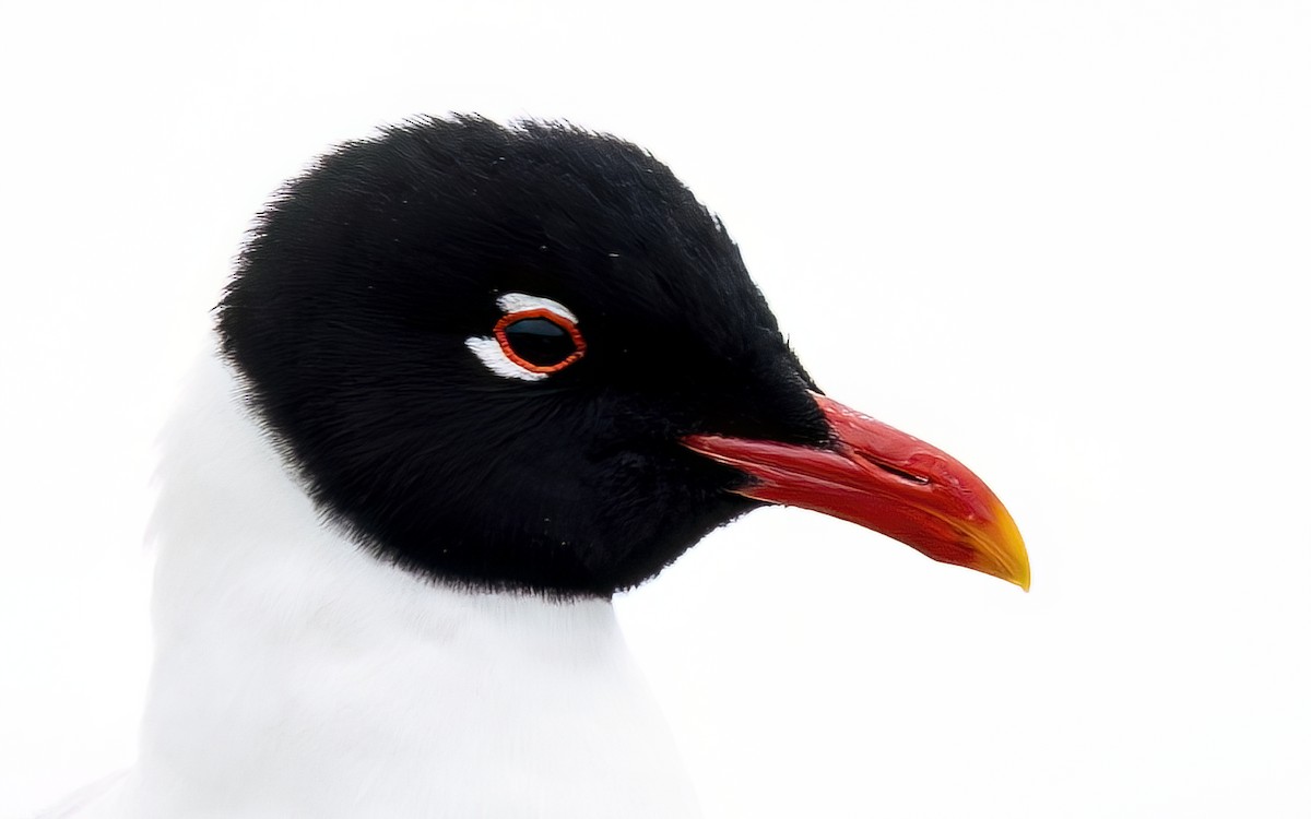 Mediterranean Gull - ML644355296