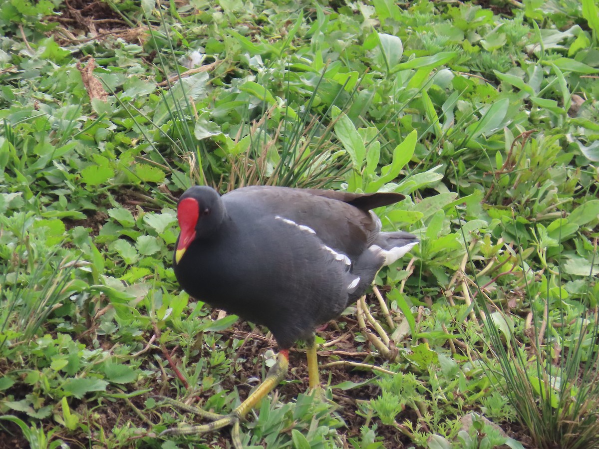 Red-knobbed Coot - ML644355306