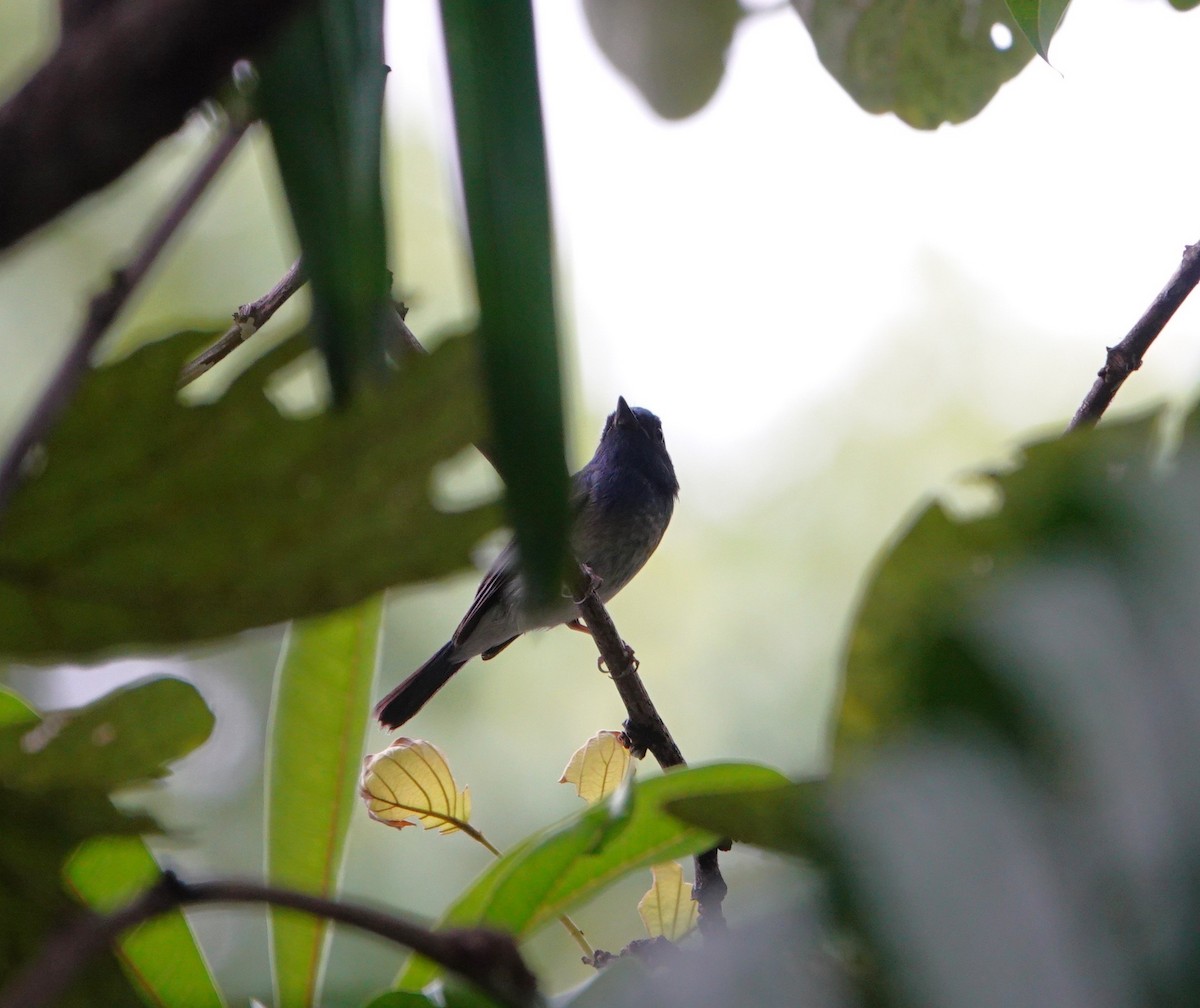 Hainan Blue Flycatcher - ML644355315