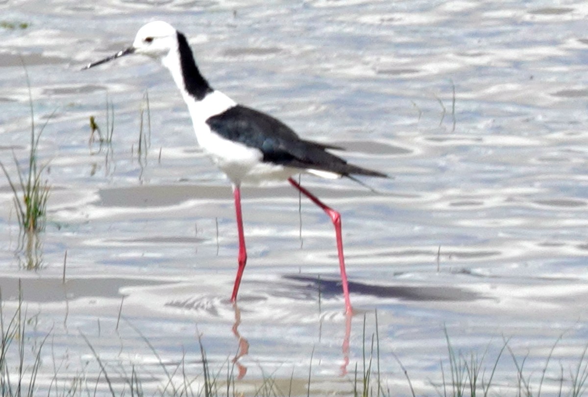Pied Stilt - ML644355318
