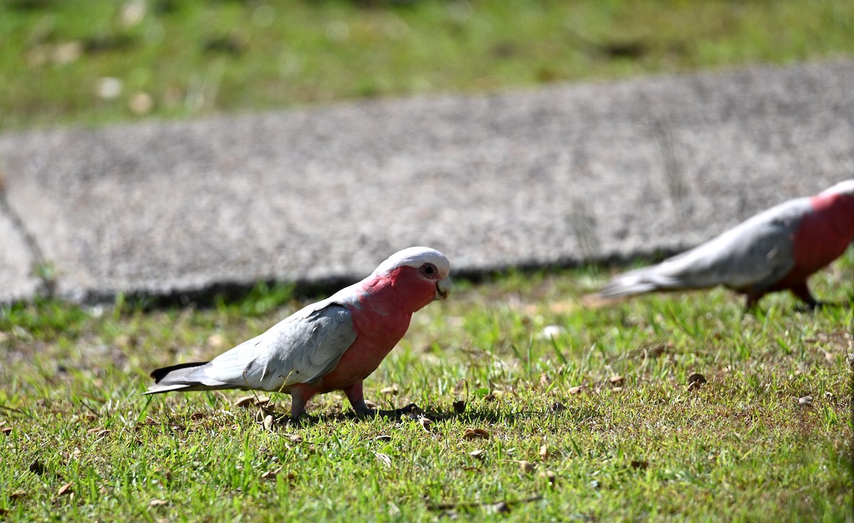 Galah - ML644355329