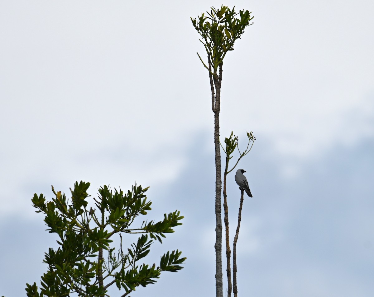 Black-faced Cuckooshrike - ML644355332