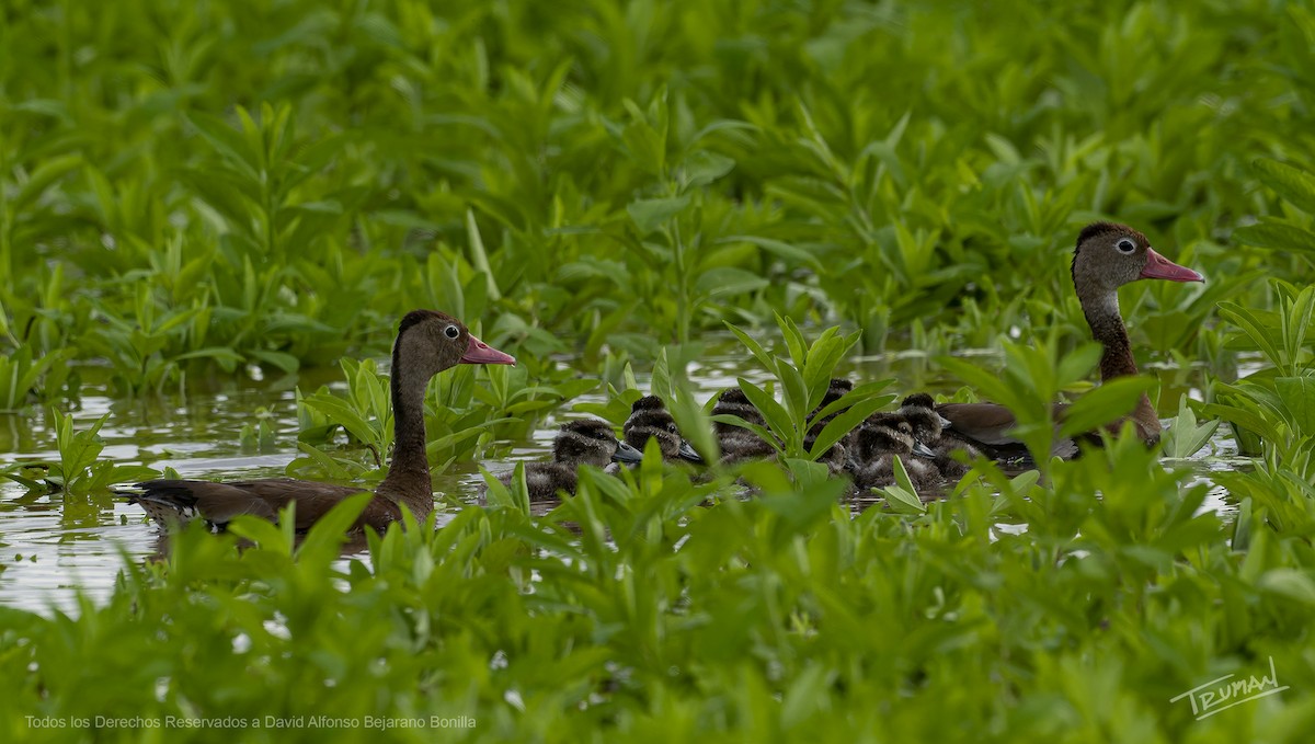 Black-bellied Whistling-Duck - ML644355346
