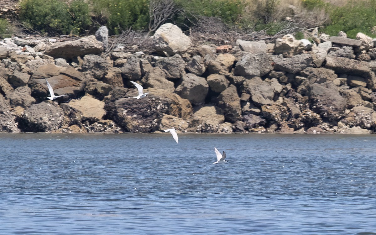 Lachseeschwalbe - ML644355356