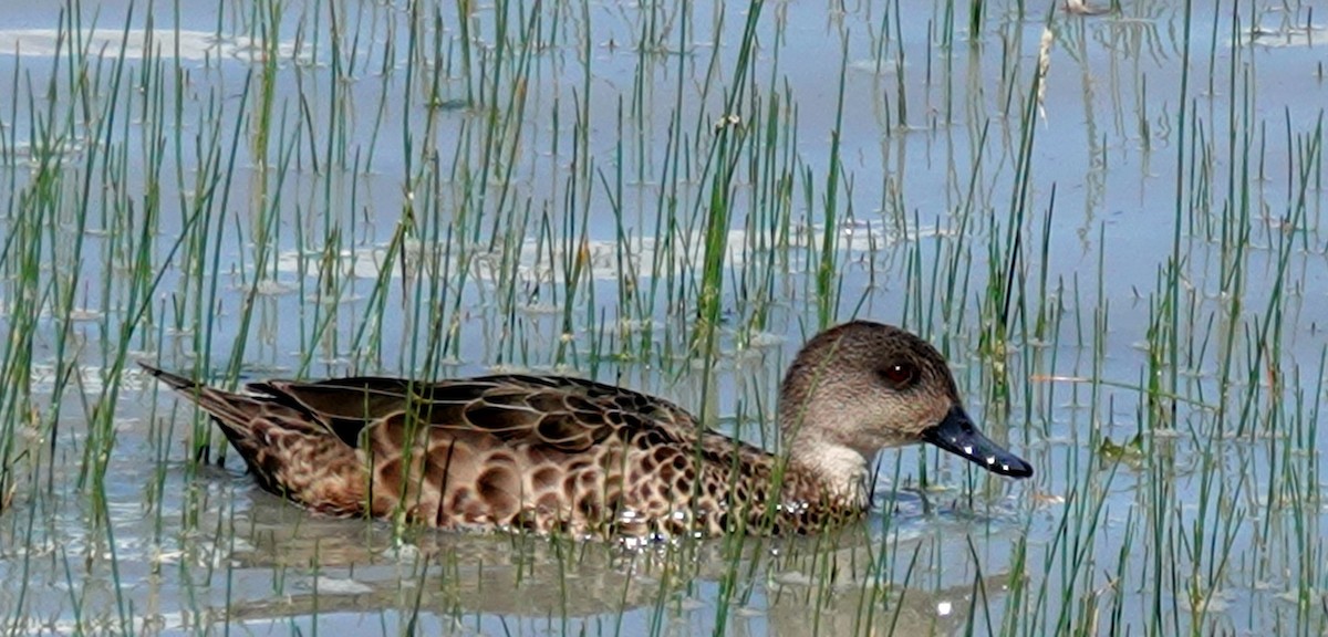 Gray Teal - ML644355360