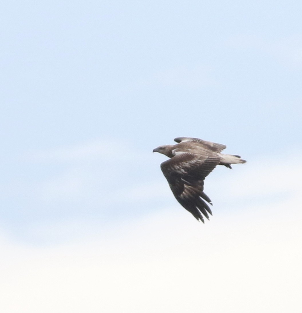 White-bellied Sea-Eagle - Derek Stokes